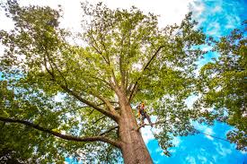 Best Stump Grinding and Removal  in Mianna, AR